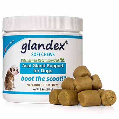 What to Do When Your Dog s Anal Glands Are Infected Preventive Vet